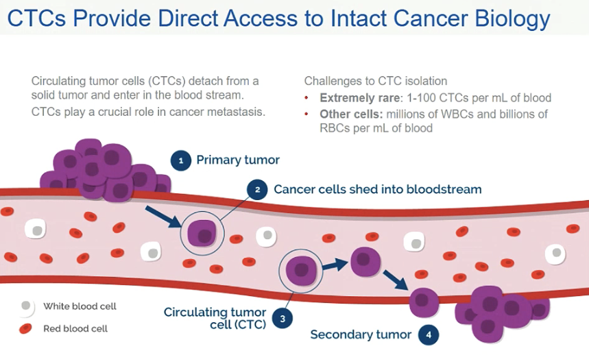 Afbeeldingsresultaat voor pictures of in blood circulating tumor cells