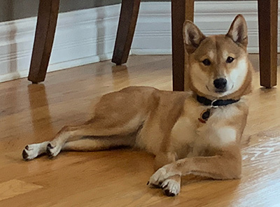 Shiba Inu Kaiya