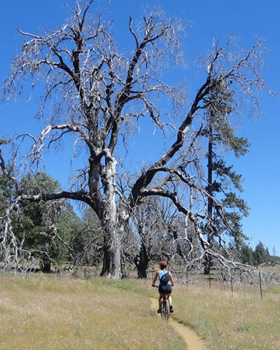 Crisp Mountain Biking