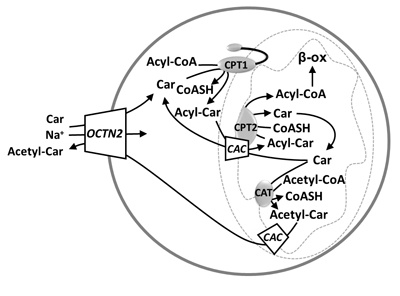 OCTN: A Small Transporter Subfamily with Great Relevance to Human Pathophysiology, Drug Discovery and Diagnostics